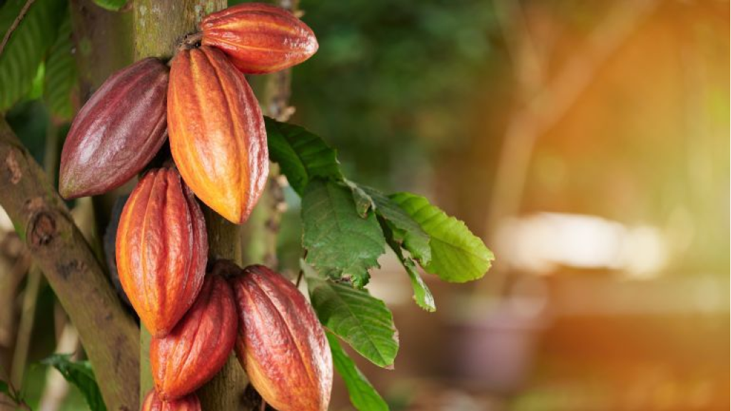 صناعة الكاكاو في ليبيريا تلتهم الغابات وتغذي الاتجار بالبشر!