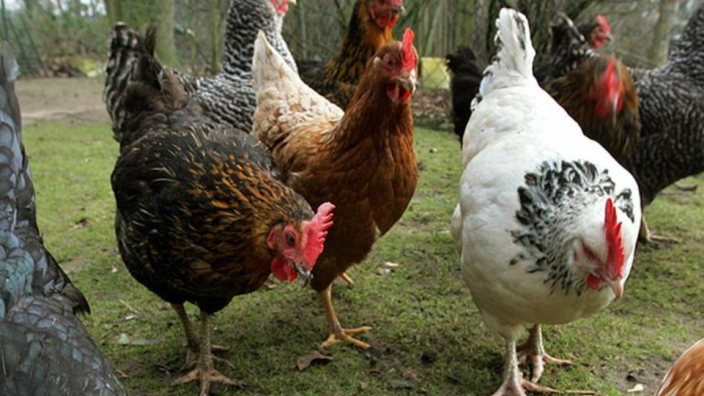 بعد بدء انتشار انفلونزا الطيور.. السالمونيلا تغزو البيض