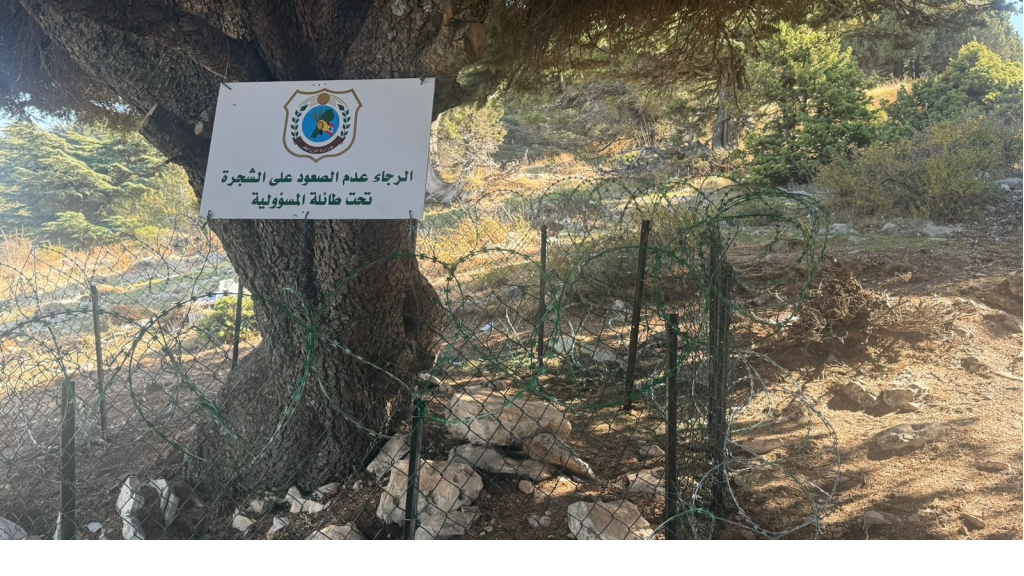 وزارة الزراعة تعيد تركيب السياج حول شجرة الأرز المحميّة في عكّار وتتوعد المتعدين بإجراءات صارمة