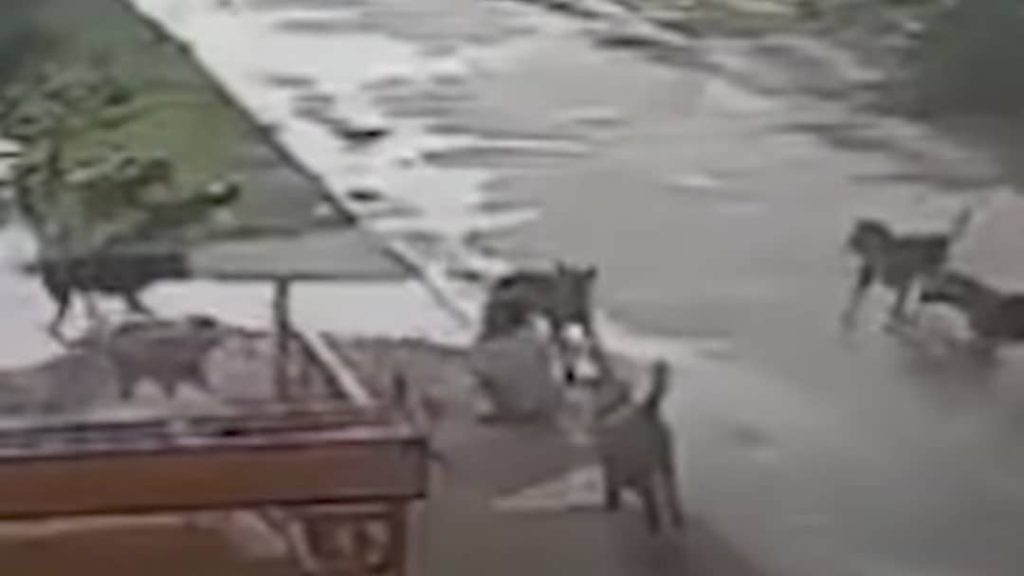 كلاب تهاجم طفلة بعمر سبع سنوات في الهند قبل أن ينقذها أحد المارة