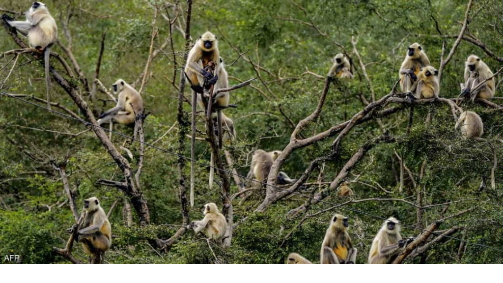 انقلاب شاحنة وفرار قرود 