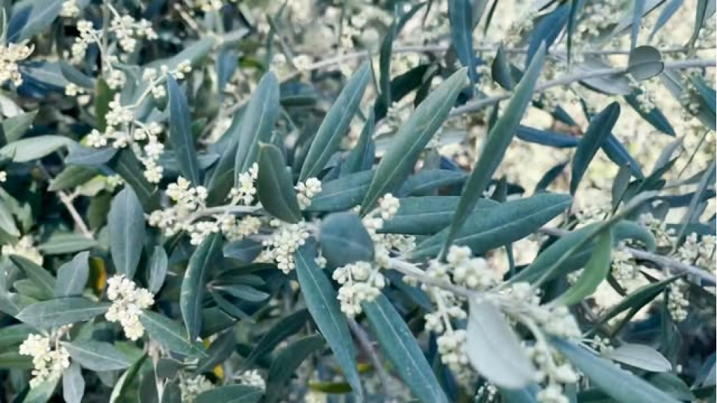 موسم الزيتون الأسوأ في الجنوب!