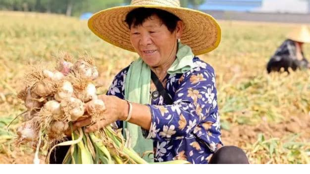 الثوم عبر العصور: من غذاء العبيد وعلاج القدماء إلى المطبخ الحديث