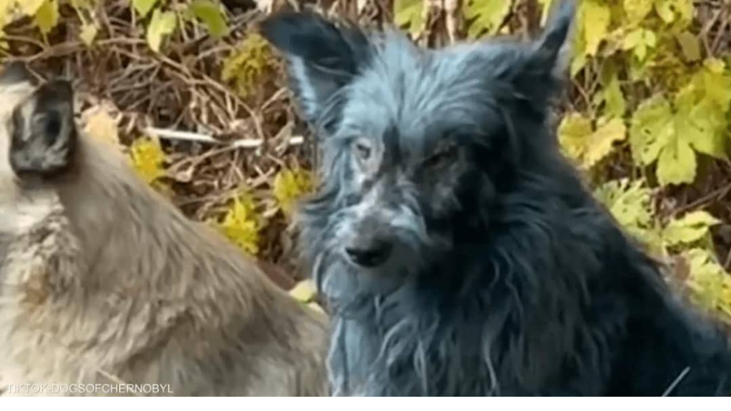 خبير أوكراني يكشف حقيقة ظهور 