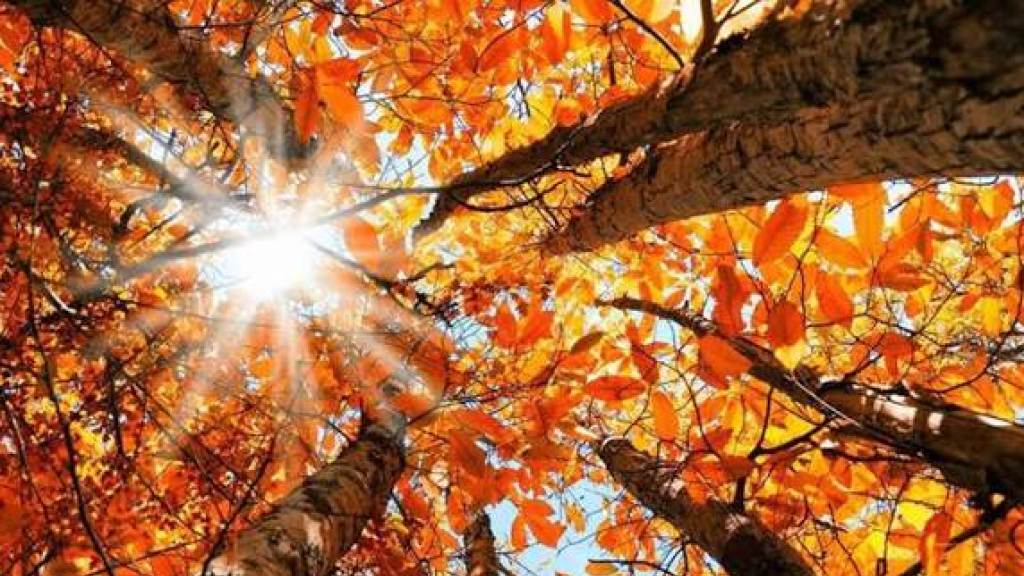 طقس خريفي مستقر ودافئ نسبياً.. ماذا عن درجات الحرارة؟