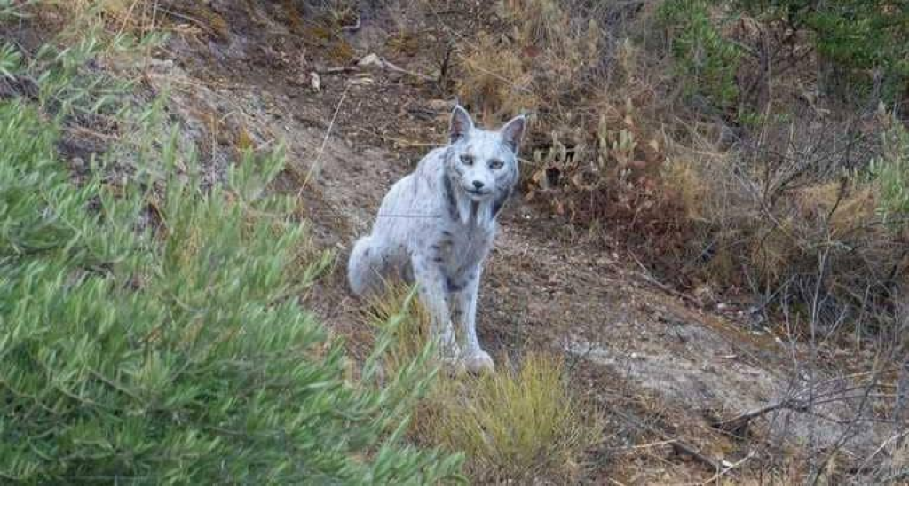 ظهور نادر للغاية لـ