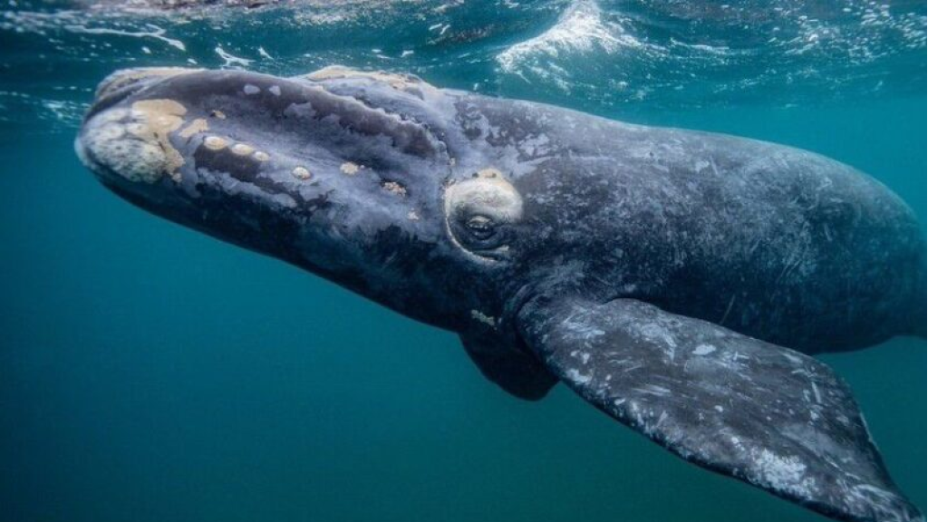 حوت غرينلندا يكشف سر العمر الطويل بين الثدييات