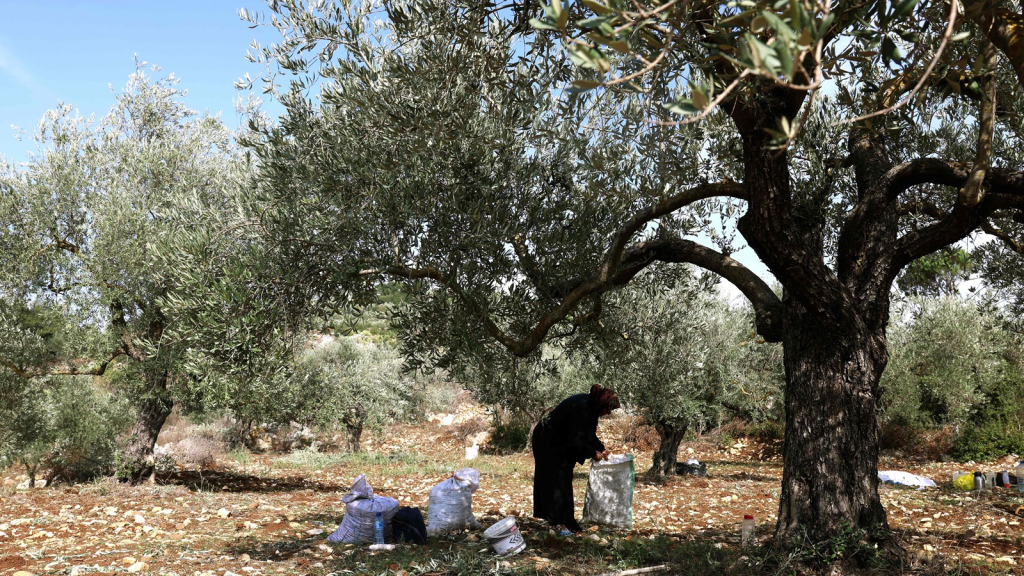 «نكبة الزيتون» تحلّ ببلدات الجنوب