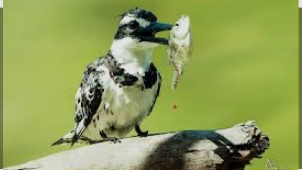 حين تُبنى الجدران... فذلك لأن الجسور نزفت حتى الرمق الأخير