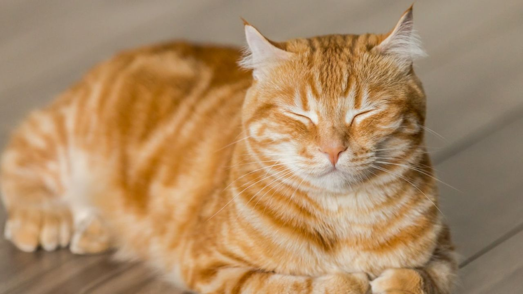 القط ريمي أمام القضاء الفرنسي… والتهمة؟