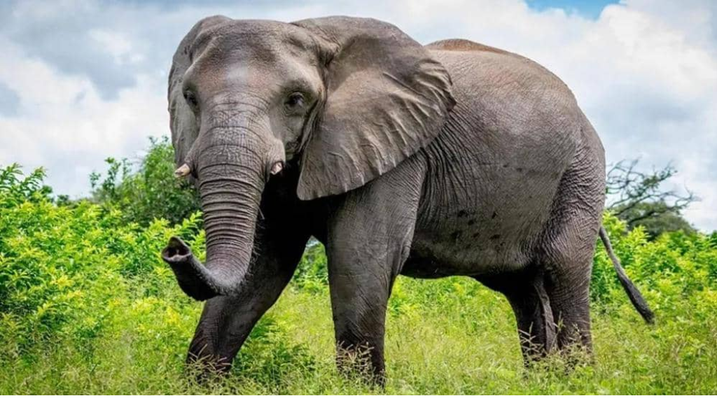 ابنة الـ8 سنوات تموت دهساً في إندونيسيا... تحت أقدام فيل!