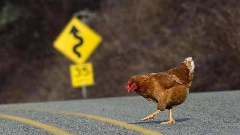 في دولة عربية دجاجة… تسبب بحادث سير غريب!