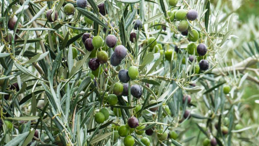 زيتون لبنان يتحدى إسرائيل.. قطافٌ حدوديّ بوجهِ التهديد!