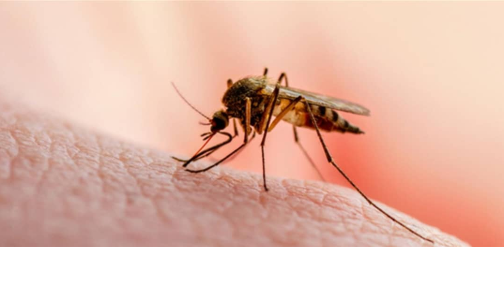 بعد عقود من الجمود.. علاج جديد للملاريا!