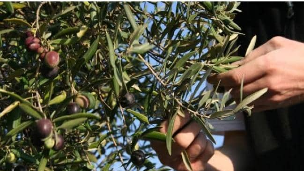 القطاع الزراعي في غزة يخوض التحديات كبيرة وأبرزها التهام الخط الأصفر لمعظم المساحات 