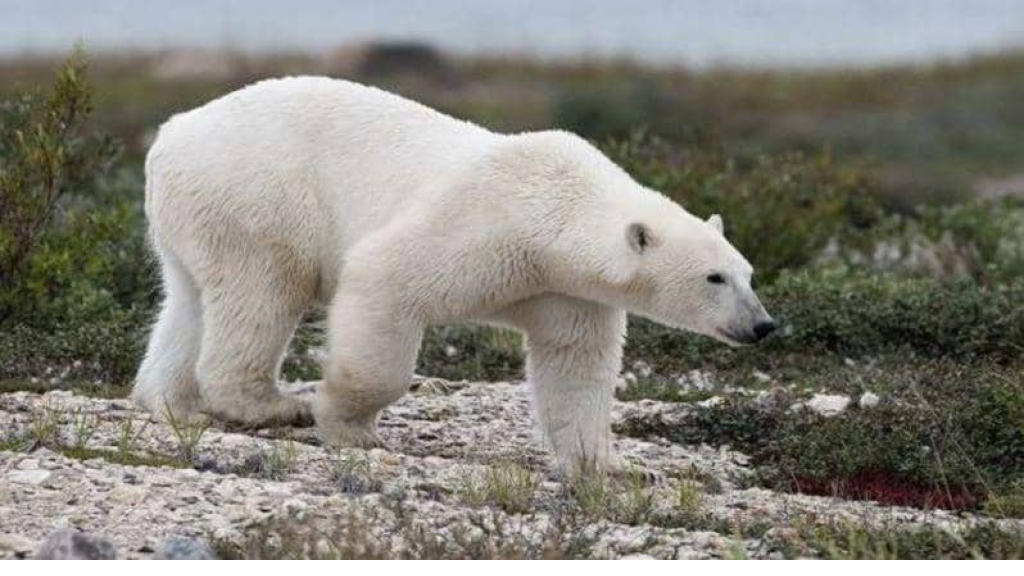 دب يهاجم مجموعة طلاب ومعلمين في كولومبيا