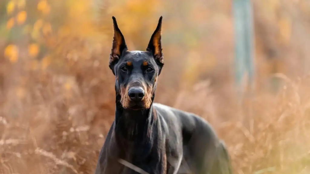 بعد تعرضه لتهديدات بالقتل.. نجم ليفربول يشتري كلب حراسة بمبلغ ضخم