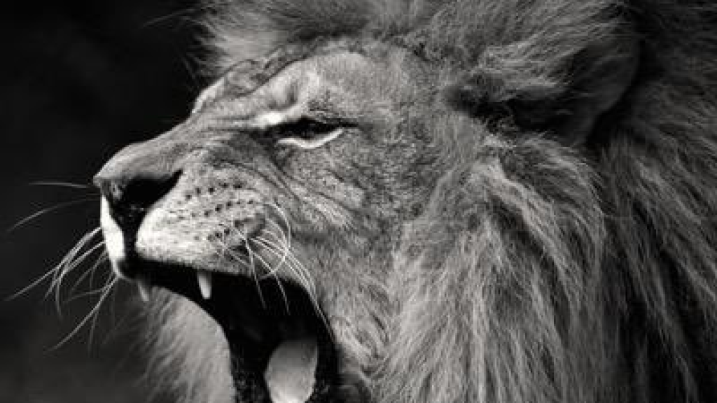 اكتشاف نوع جديد لزئير الأسود