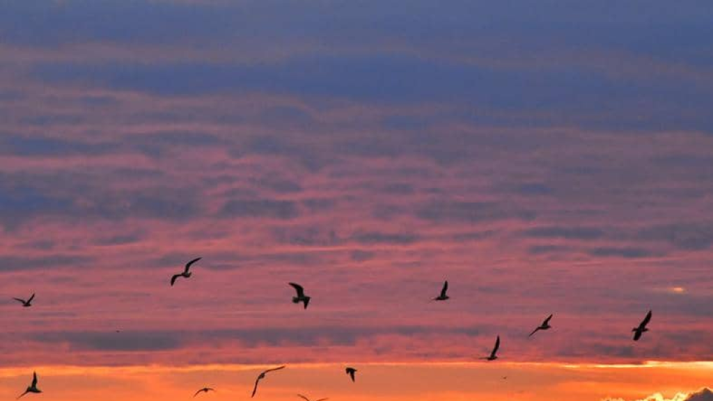 وزارة النقل التركية: تعرض ناقلة متجهة من روسيا إلى جورجيا لهجوم بالقرب من الساحل التركي