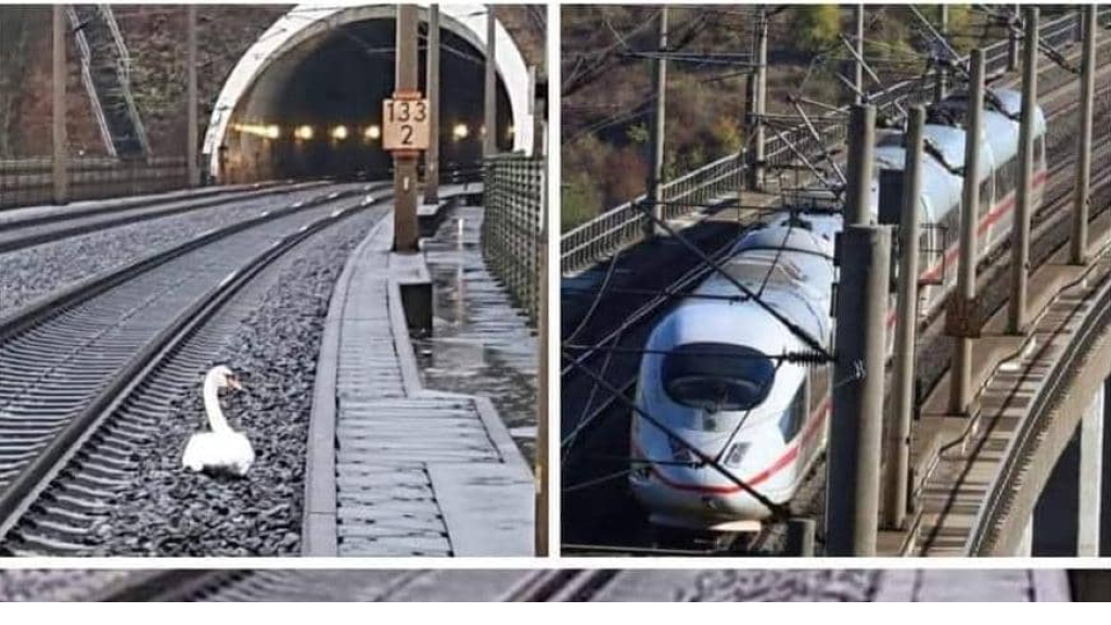 ضيف غير متوقع.. من عرقل أحد أسرع القطارات في العالم؟