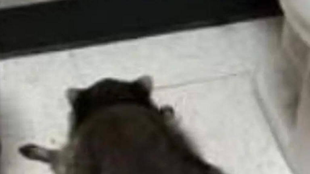 حيوان “سكران”