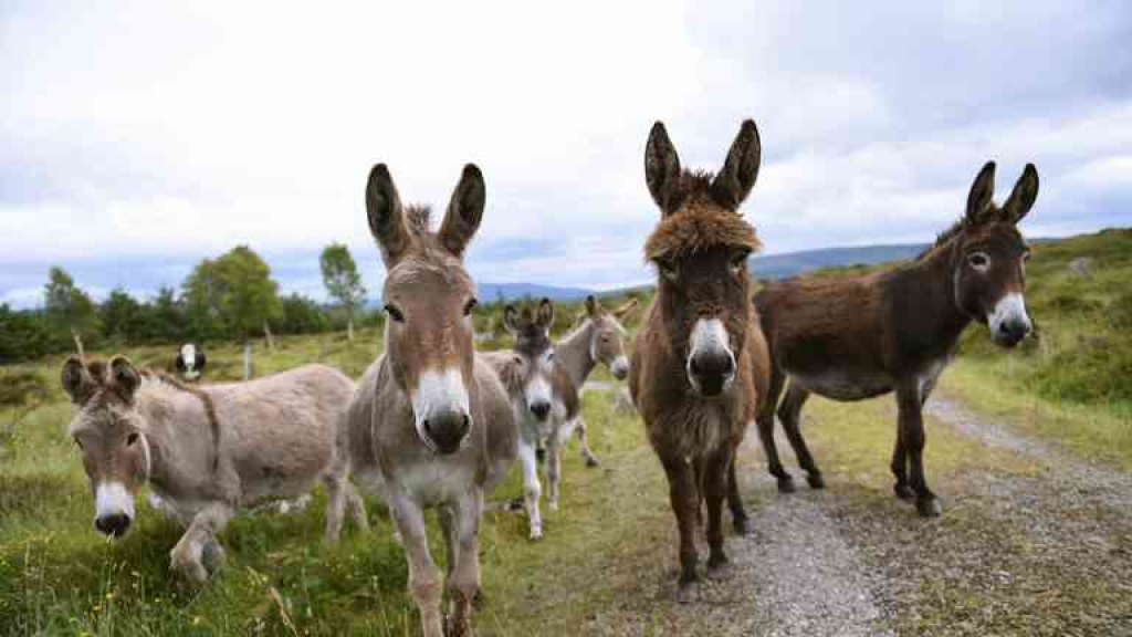 ألمانيا تفتح أبوابها لحمير غزة وتغلقها أمام أطفالها!