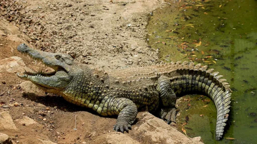 التماسيح تثير الرعب في قرية مصرية.. الأهالي يوجهون استغاثة.. إليكم التفاصيل..