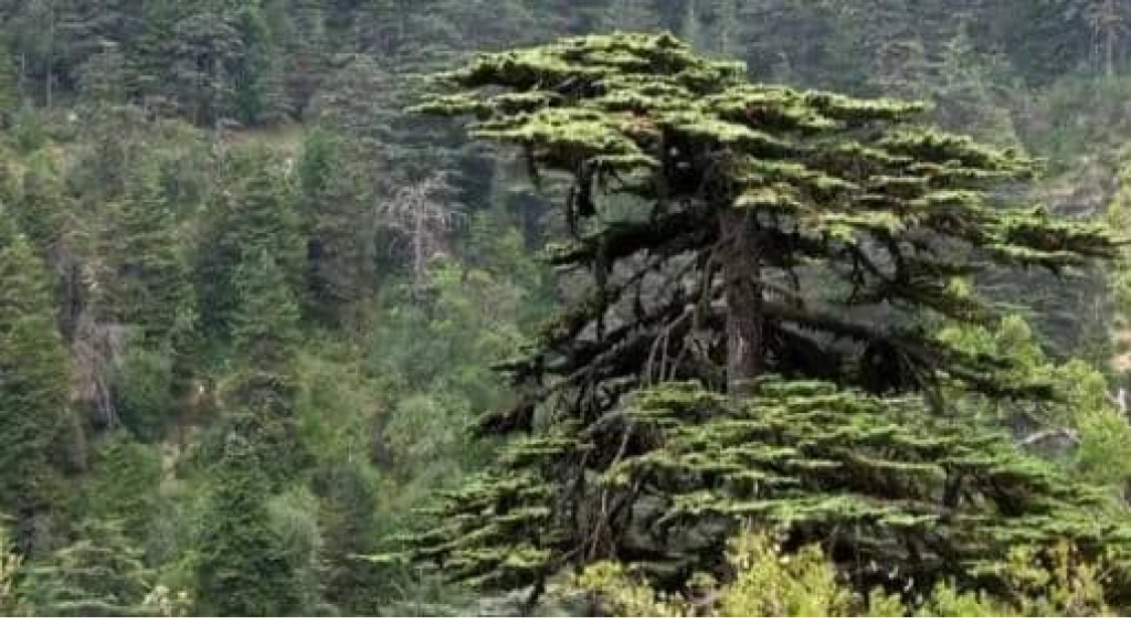 تعاون ثلاثي لحماية الطيور المهاجرة وتعزيز المحميات الطبيعية في لبنان