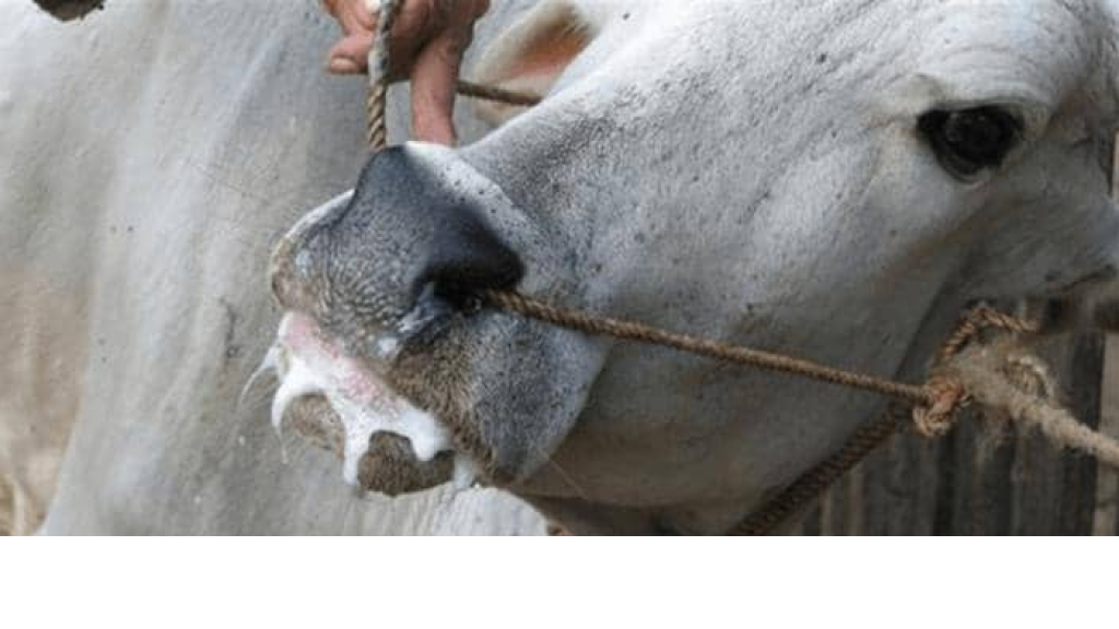 مرض يضرب مزارع المواشي في لبنان.. وبيان يكشف