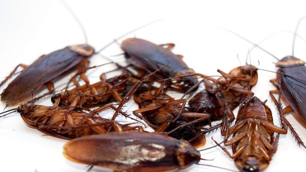 من الصراصير إلى بكتيريا كونان.. كائنات مقاومة للإشعاع النووي