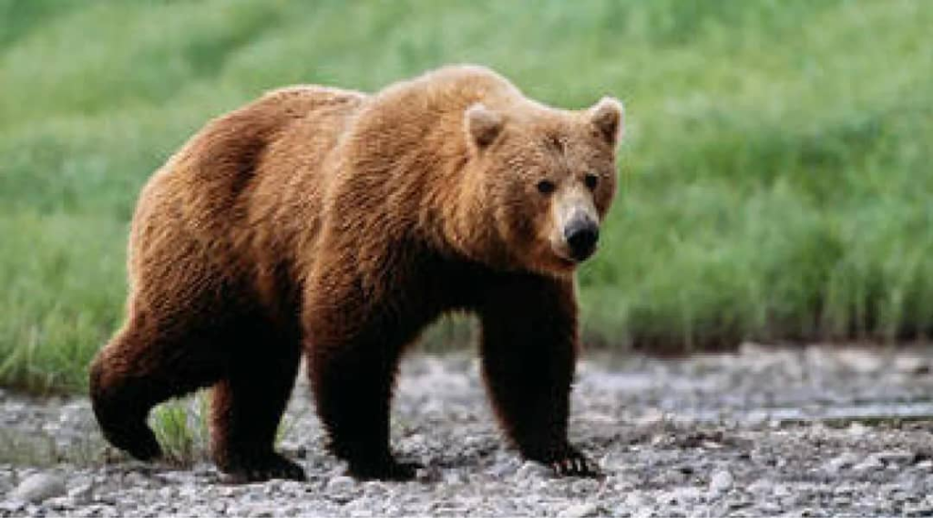 لحظات رعب خلال عرض للحيوانات شاهدوا الدب..!!!!(فيديو)