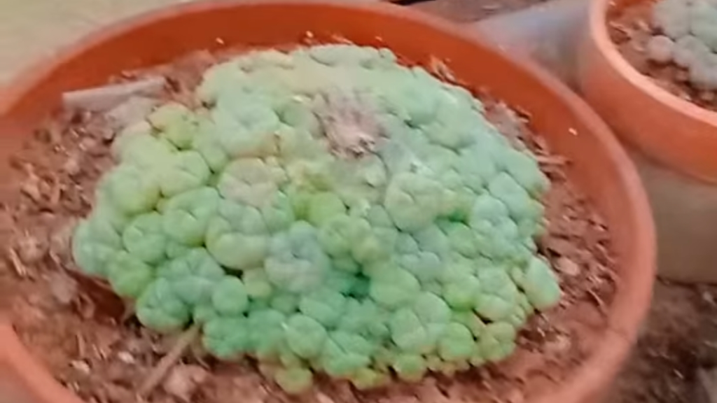 دولة أوروبية تجيز استخدام الفطر السحري لعلاج أمراض الاكتئاب