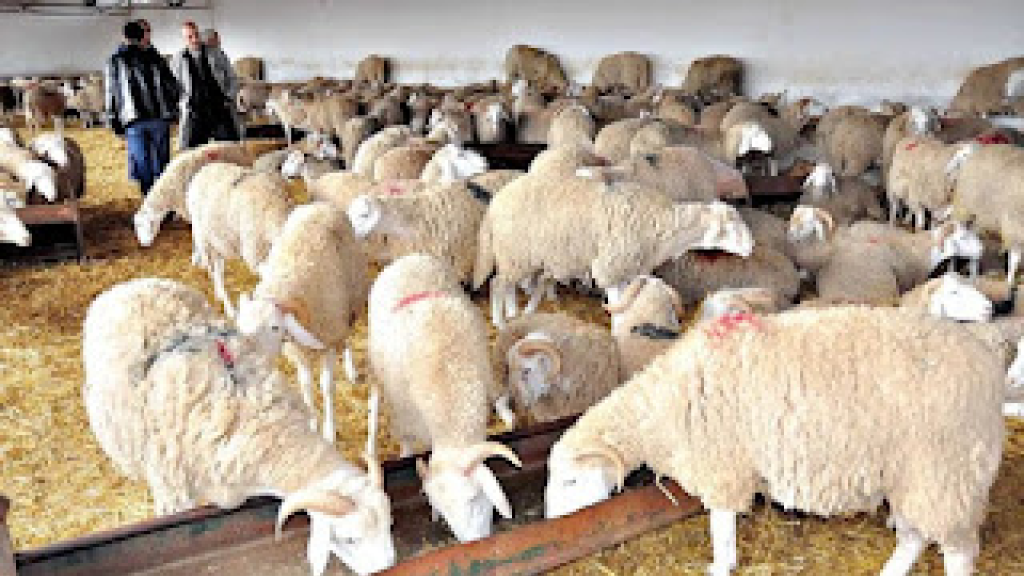 الحمّى القلاعية تصيب المواشي في لبنان... هل يمكن أن تنتقل الى البشر؟