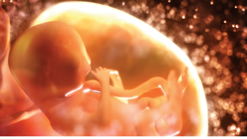 كيف يقرر الجنين مصيره؟