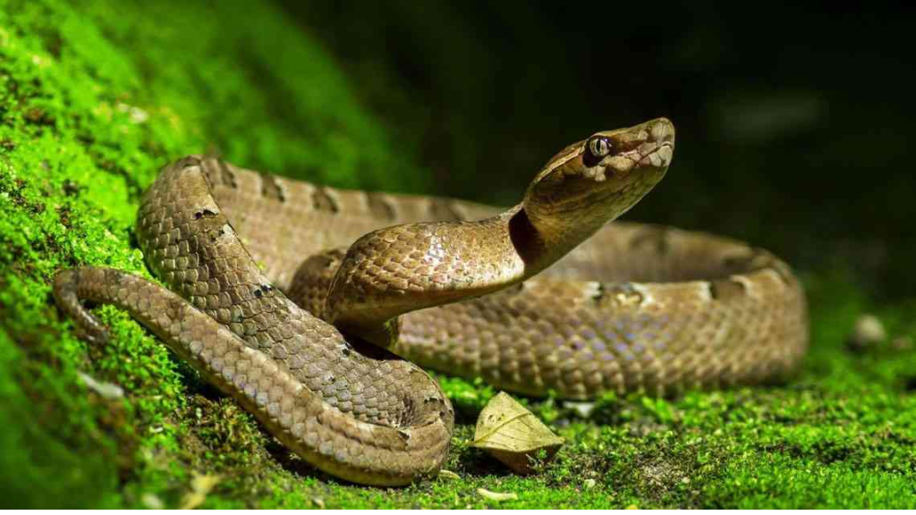 إدانة شخص حرم أفعى من الطعام حتى الموت في بريطانيا