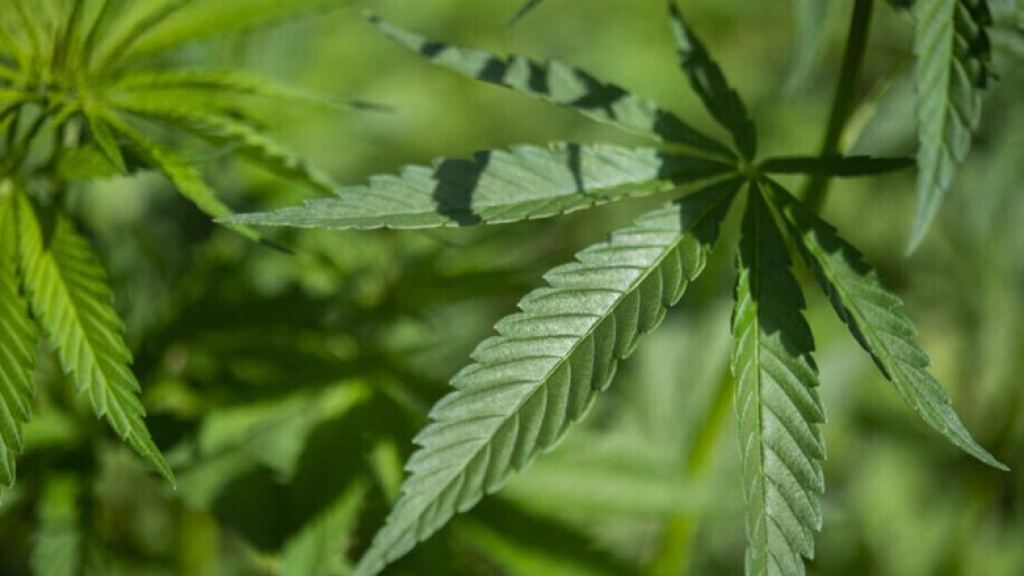 الهيئة الناظمة لزراعة القنب: العمل مستمر لإنجاز الأطر التنظيمية