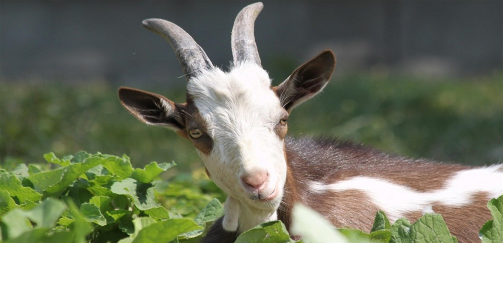 تحرك زراعي في عكار دفاعًا عن الثروة الحيوانية ومستقبل المزارعين