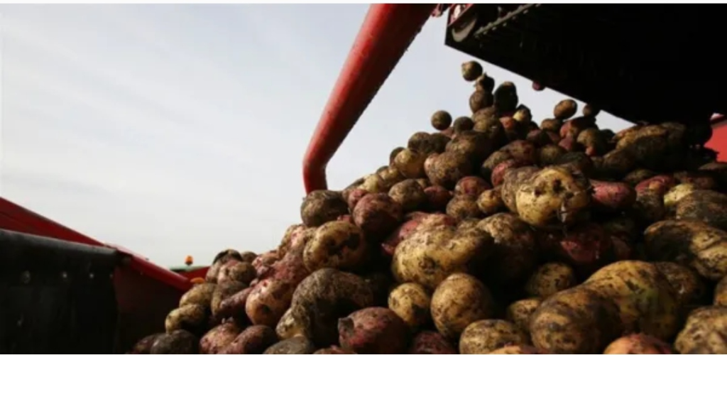 مناشدة لتأخيرة دخول البطاطا المصريّة إلى لبنان.. والسبب؟