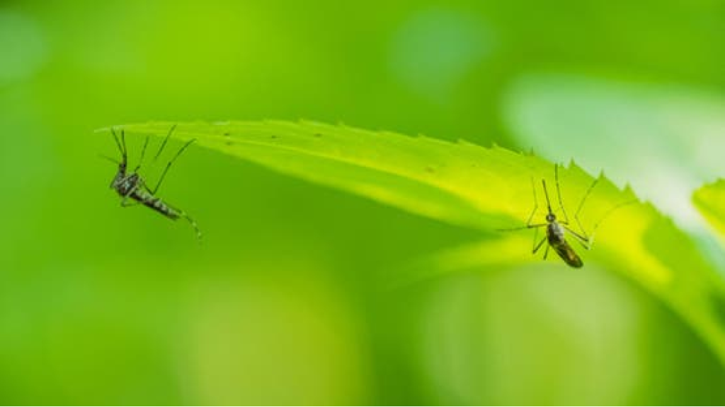البعوض لم يعد مزعجاً فقط.. دمُه يكشف من يعيش حولنا