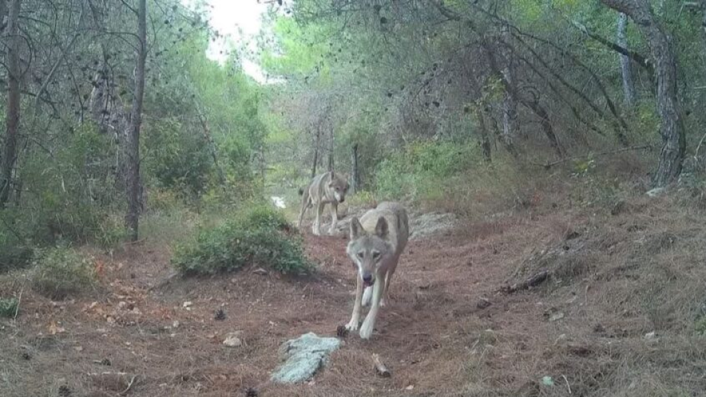 ظهور ذئبين رماديين للمرة الأولى منذ عشرات السنين في نطاق عندقت العكارية