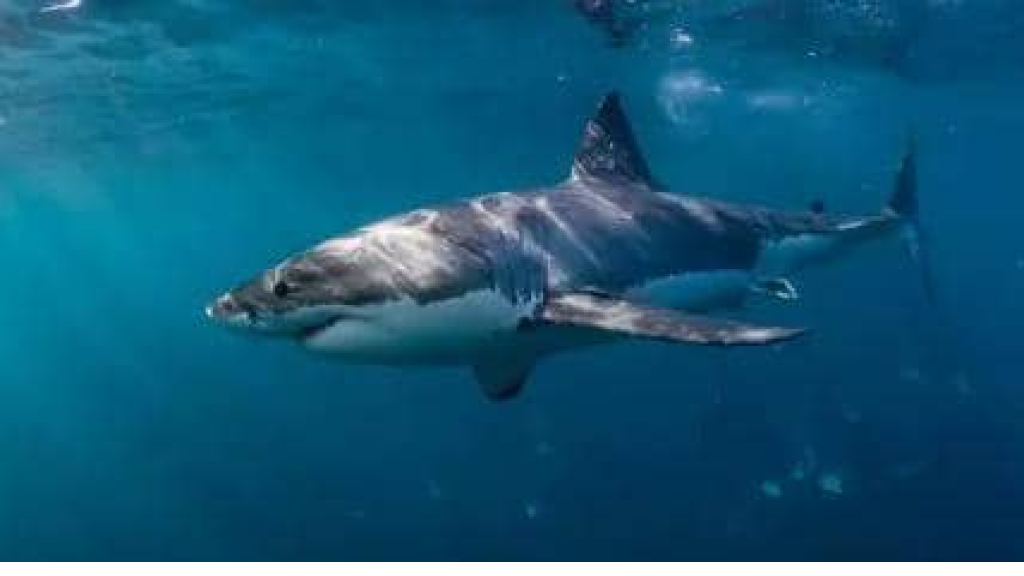 نجاة مراهقة من موت محقق بعد هجوم قرش في مياه ضحلة