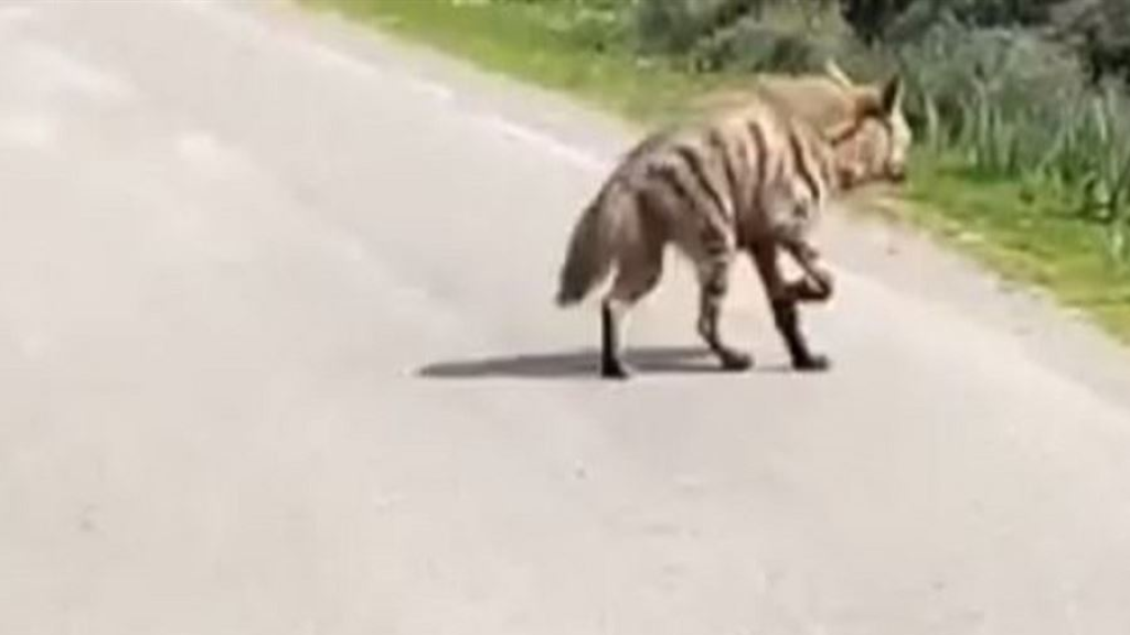 بحماية من الأهالي.. ضبع يتجول في عكار (فيديو)