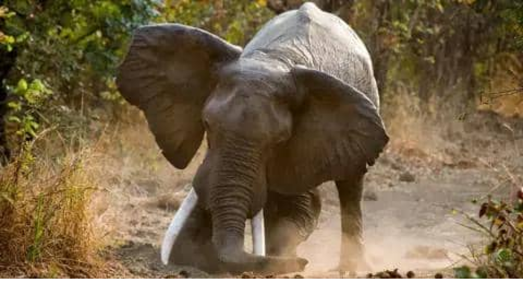 فيل يقتل 22 ويجبر السكان على النوم فوق الأسطح (فيديو) 