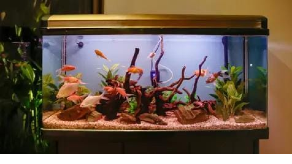 لماذا تموت أسماكك بسرعة؟.. أخطاء شائعة تقتلها دون أن تنتبه 