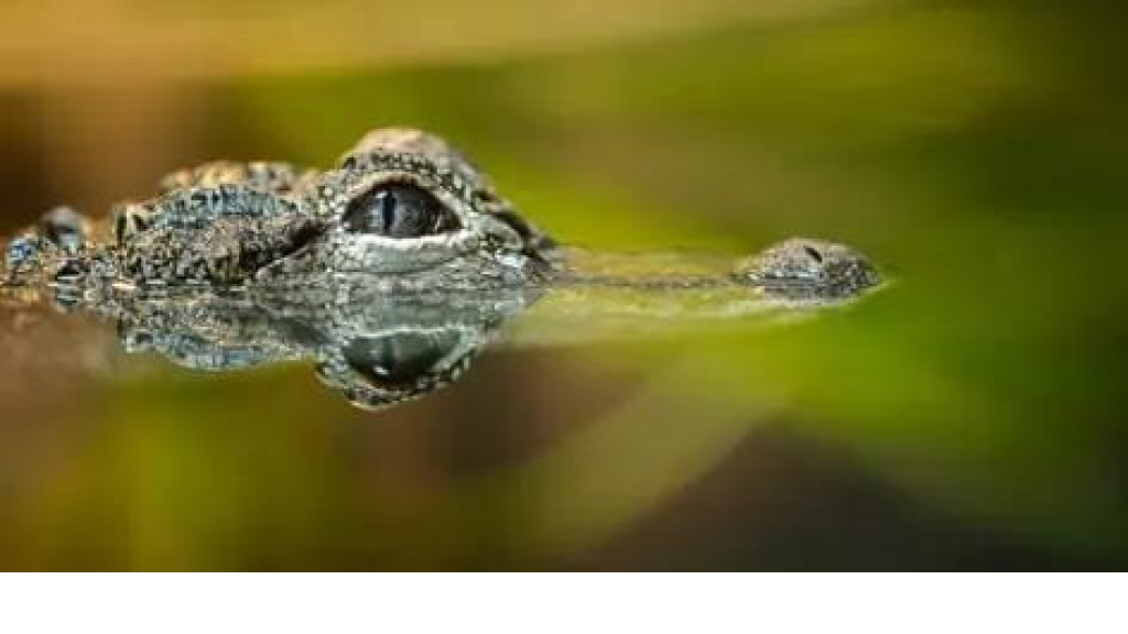 بمواجهة نادرة.. جاموس ينجو من فكي تمساح بعد صراع عنيف (فيديو) 
