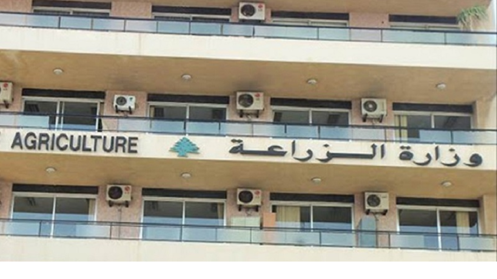 “الزراعة”: حصر استيراد البطاطا المصرية ضمن فترات وكميات معينة