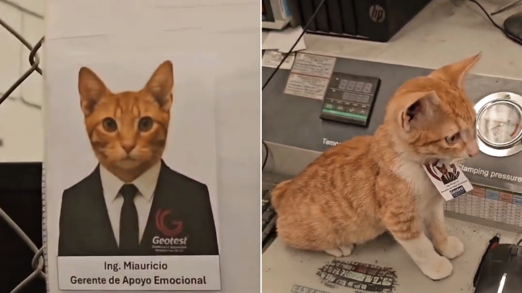 شركة مكسيكية تعين قطا في منصب 