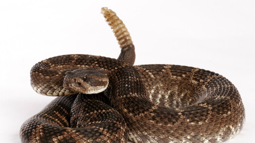 كيف تصدر الأفعى الجرسية صوتها المميز؟ (فيديو) 