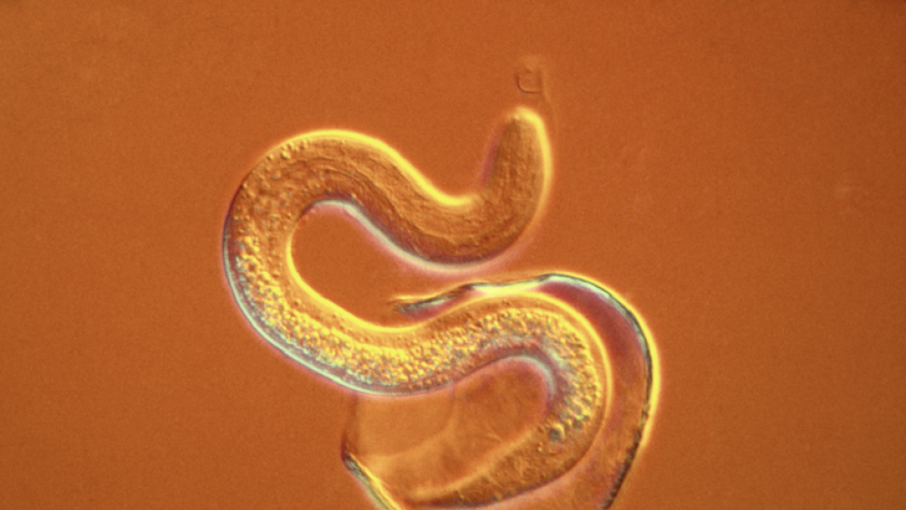 الولايات المتحدة تواجه طفيليا آكلا للحوم قادما من المكسيك