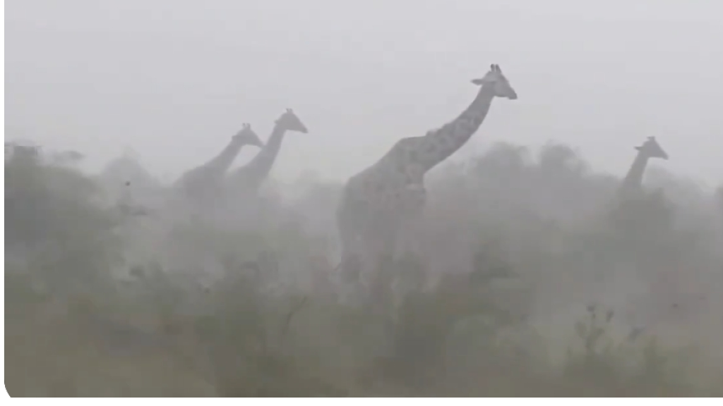 زرافات تتحدى عاصفة ثلجية  أفريقية (فيديو)